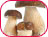 Champignons Bio - Shiitake - Reishi - Maitake