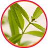 Plantes Medicinales Bio