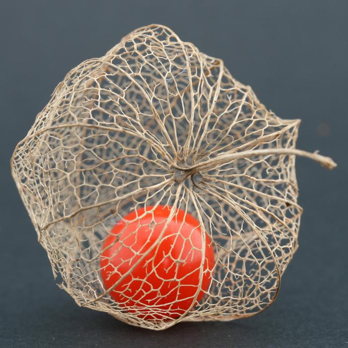Le physalis est très joli pour décorer les gâteaux image d'un physalis frais