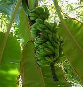 image de plantation de banane bio
