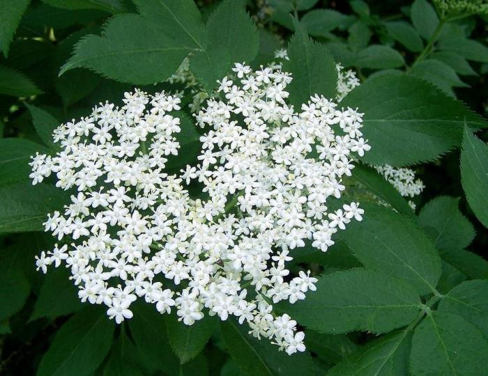 Sureau Bio Sambucus Nigra Bio