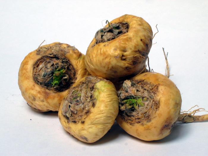 Résultat de recherche d'images pour "La Maca (Lepidium meyenii)"