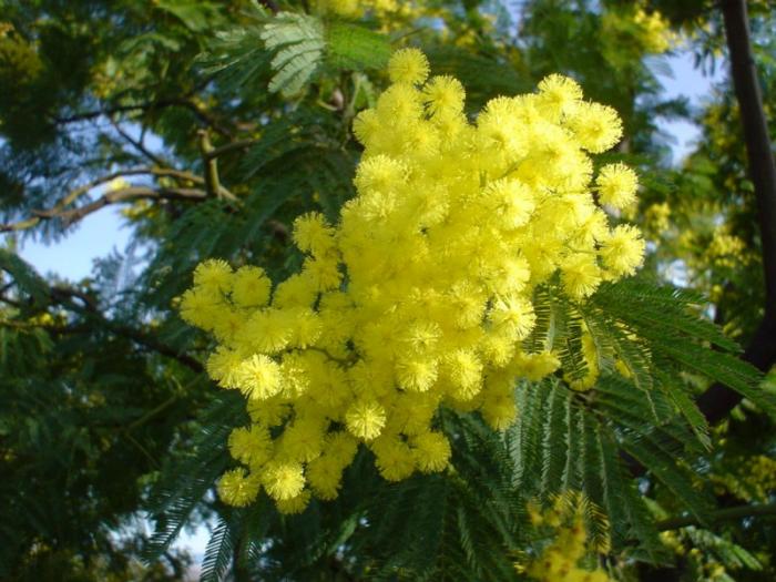 Acacia du sÃ©bÃ©gal - Mimosa bio
