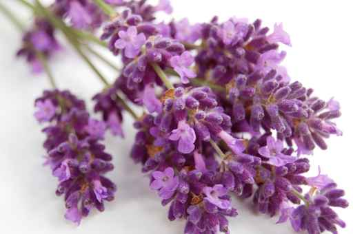 Lavande Aspic - Lavandula latifolia spica - Huile essentielle