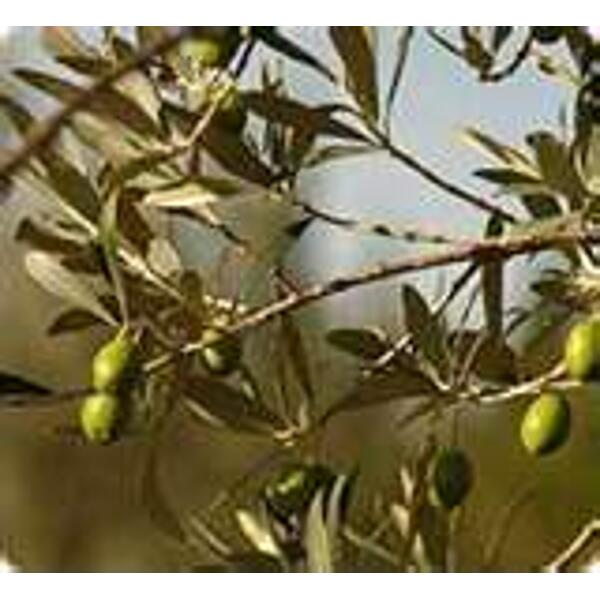 OLIVIER BIO (FEUILLE)