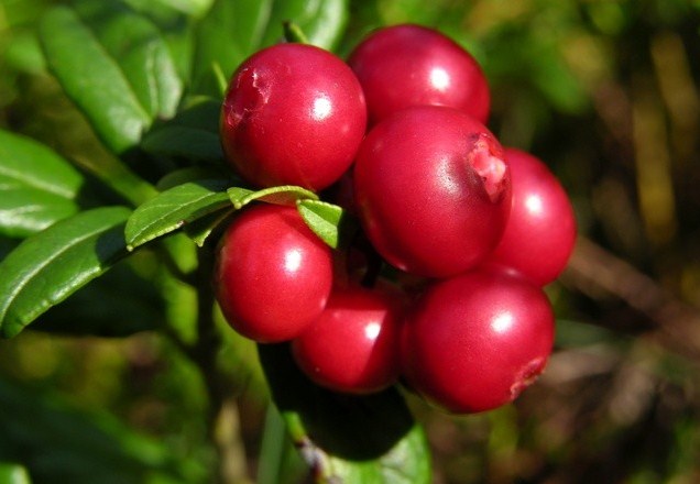 cranberry fraiche - canneberge - airelle rouge