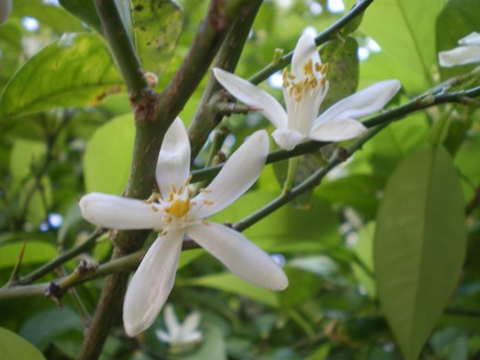 Néroli (ou fleur d'oranger)