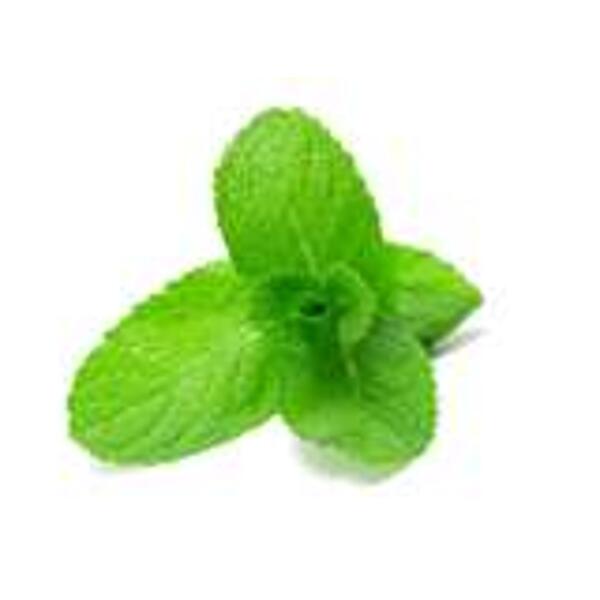 MENTHE DOUCE BIO