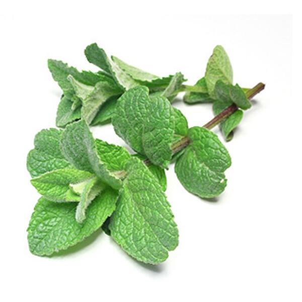 Menthe poivrée bio - Mentha piperita HE - - huile essentielle