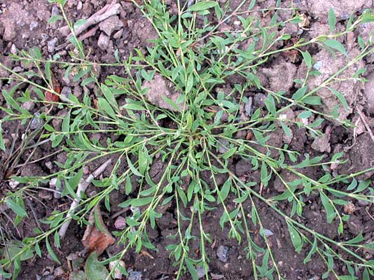 La Renouée Des Oiseaux : Un Astringent Doux