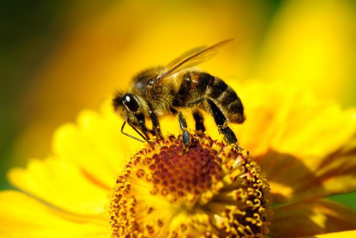 effondrement des colonies d'abeille