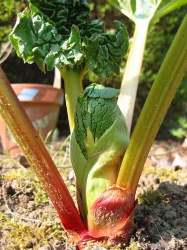 rhubarbe bio