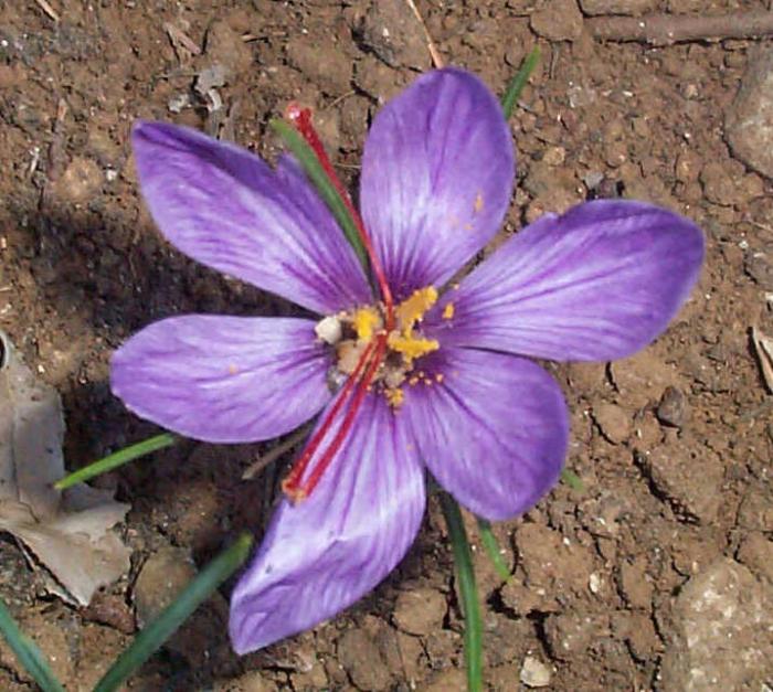 Fleur de Safran