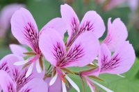 Huile essentielle de Géranium rosat bio cv Egypte