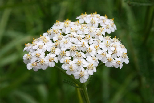 achillée millefeuille bio