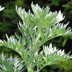 Absinthe bio - Artemisia absinthium