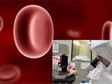 Globules rouges humains fabriquÃ©s Ã  partir de cellules souches