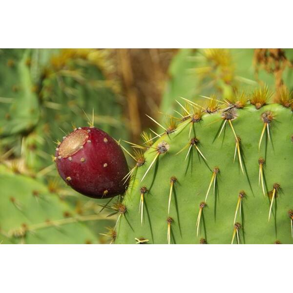 NOPAL BIO FIGUIER DE BARBARIE