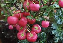 Gaulthérie couchée bio - Gaultheria procumbens