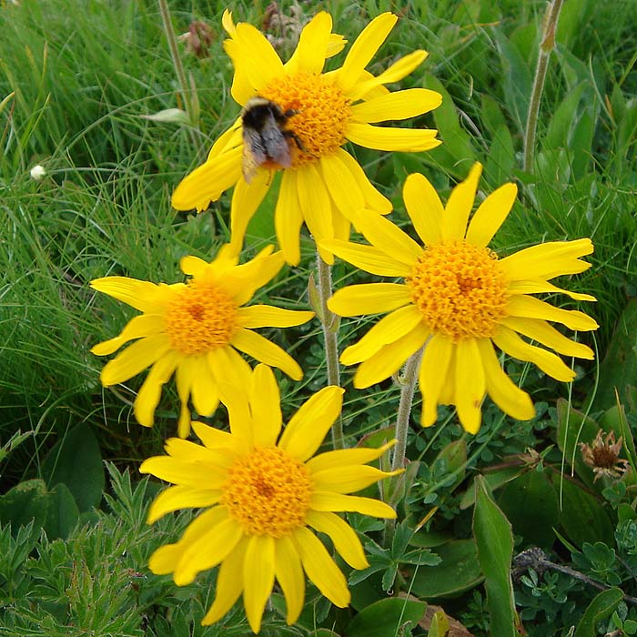 arnica bio