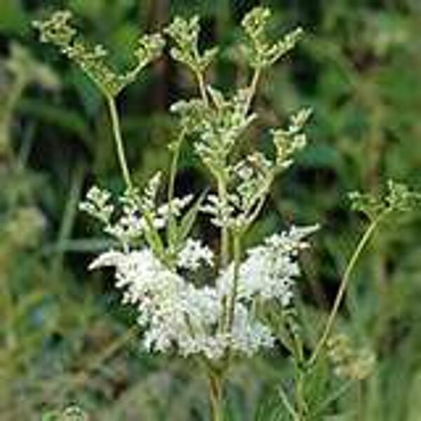 REINE DES PRES PLANTE