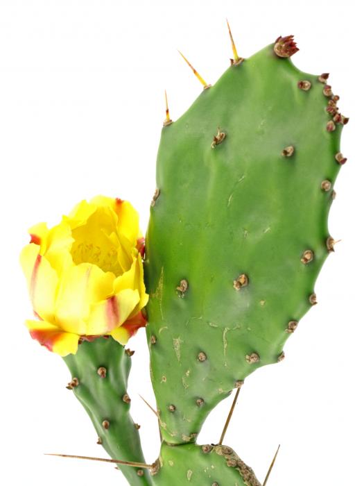 nopal