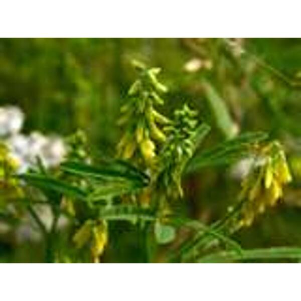 mélilot bio fructivia