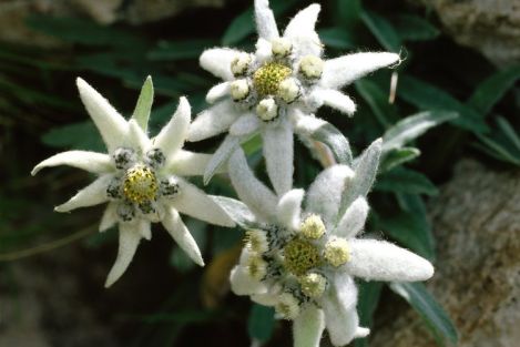 edelweiss bio