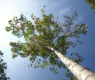 bouleau bio, betula pendula, bétulacée