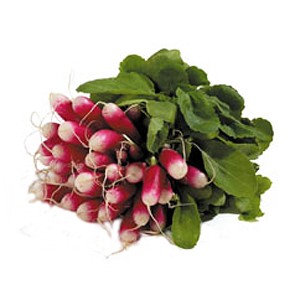 radis rouge bio