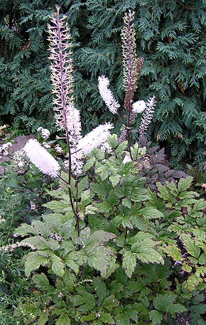 actée à grappes noires bio