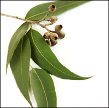 eucalyptus citronnÃ©e bio