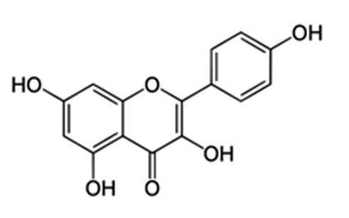 kaempférol