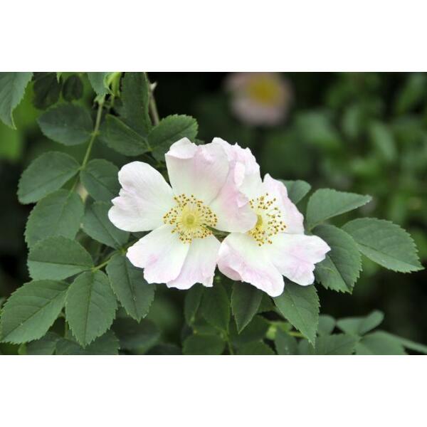 Aubépine - plante - fleurs et feuilles