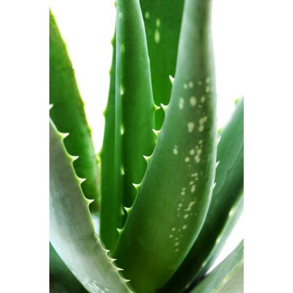 crème hydratante aloe vera