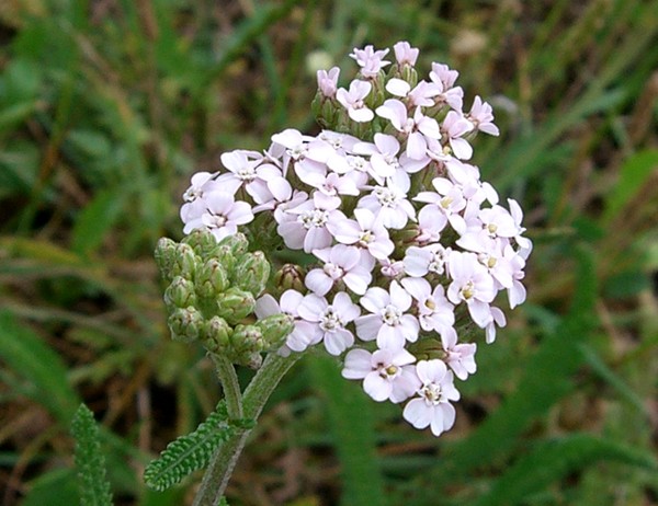 Fleur d'achillée millefeuille