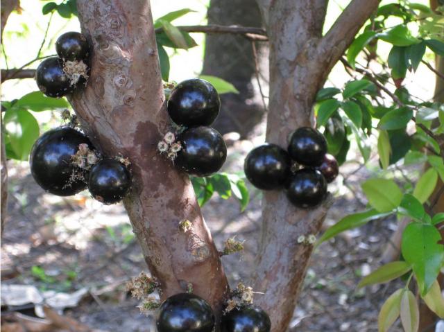 jaboticaba bio