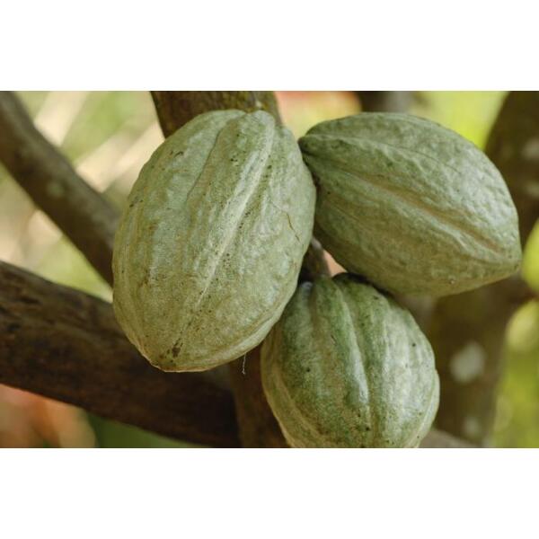 Le cacao dans son état naturel