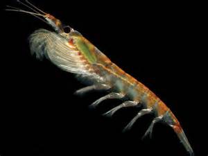 krill bio - crevette grise - astaxantine