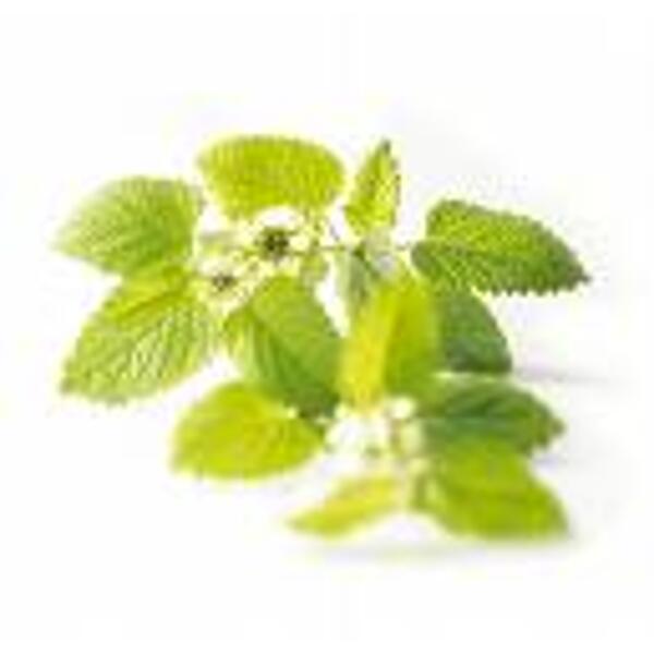 MELISSE BIO PLANTE ENTIERE