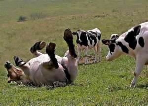 vache folle fukushima radiation