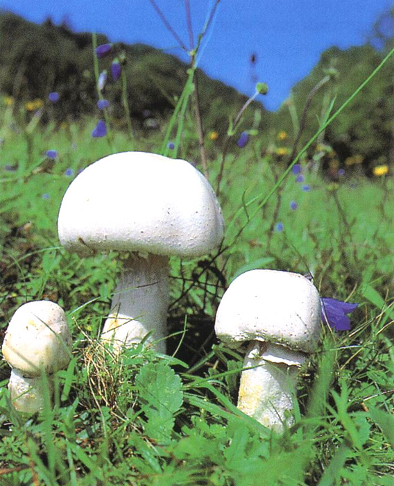 Agaric champêtre - Rosé des prés - Agaricus campestris