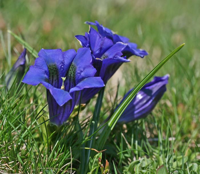 Gentiane - Gentiana acaulis
