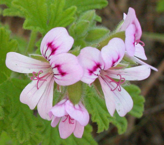 geranium - PÉLARGONIUM ASPERUM