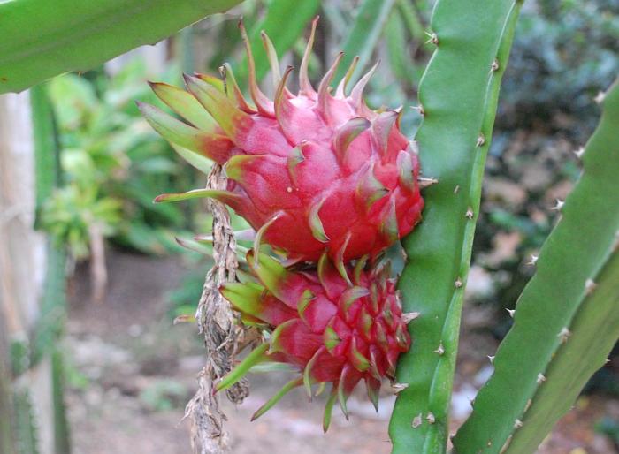 Pitaya