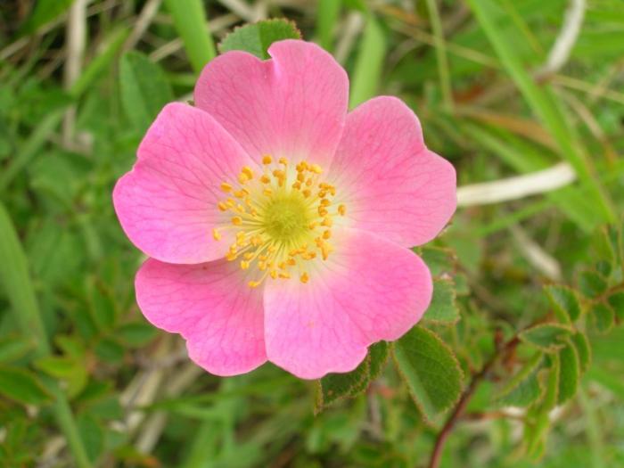 Rose MusquÃ©e Bio - Huile de Rose MusquÃ©e - Rosa rubiginosa bio