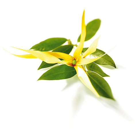 Ylang – ylang - Hydrolat de Ylang-Ylang - Cananga odorata 