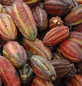 Pénurie des fèves de cacao